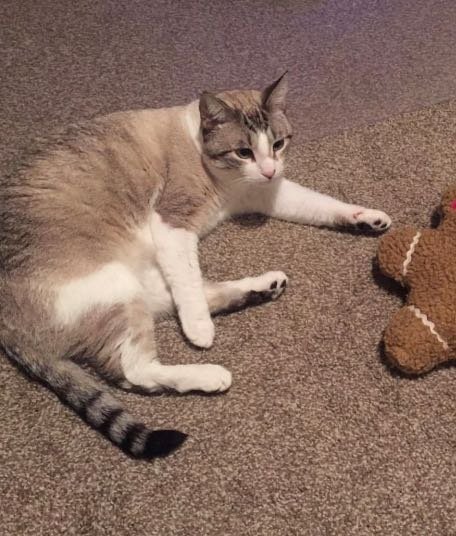 Lost Cat in Palm Bay, Florida — listing photo