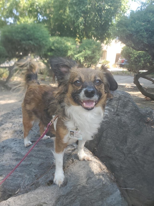 Lost Pet in San Jose, California — Help Lost Dog SSJ