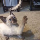 found cat in Reno, Nevada