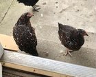 Lost Dog in Indianapolis, Indiana — TWO LOST CHICKENS - Near Eastside