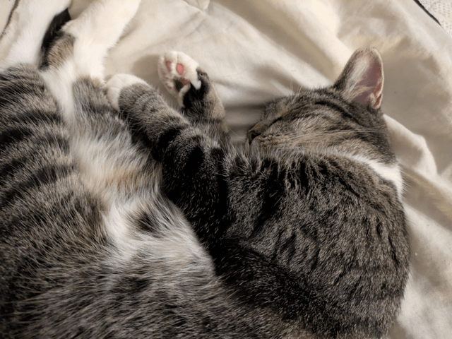 Lost Cat in Indianapolis, Indiana — UPDATE: Please help us find our kitty