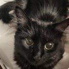 Found Cat in Milwaukee, Wisconsin — rehoming cat update