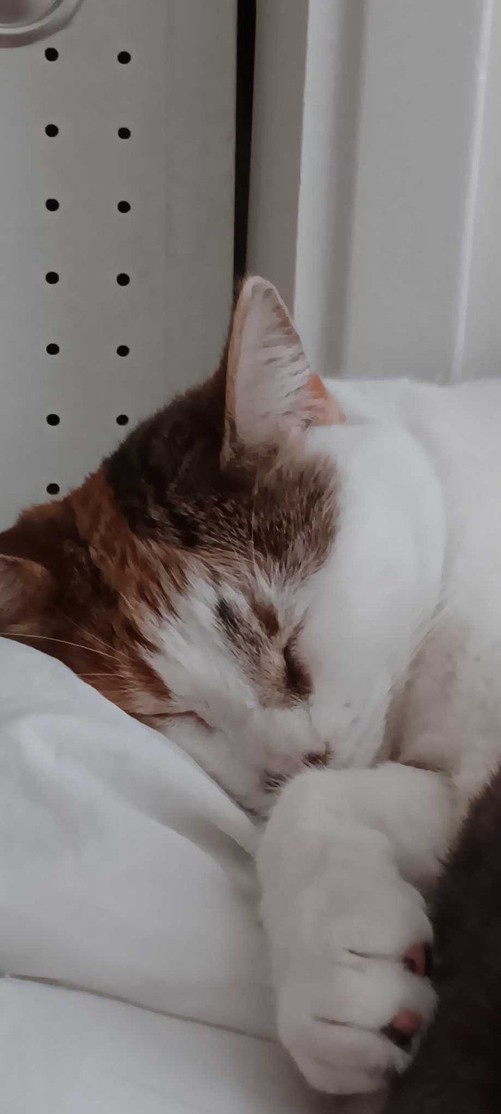 Lost Cat in Hemet, California — listing photo