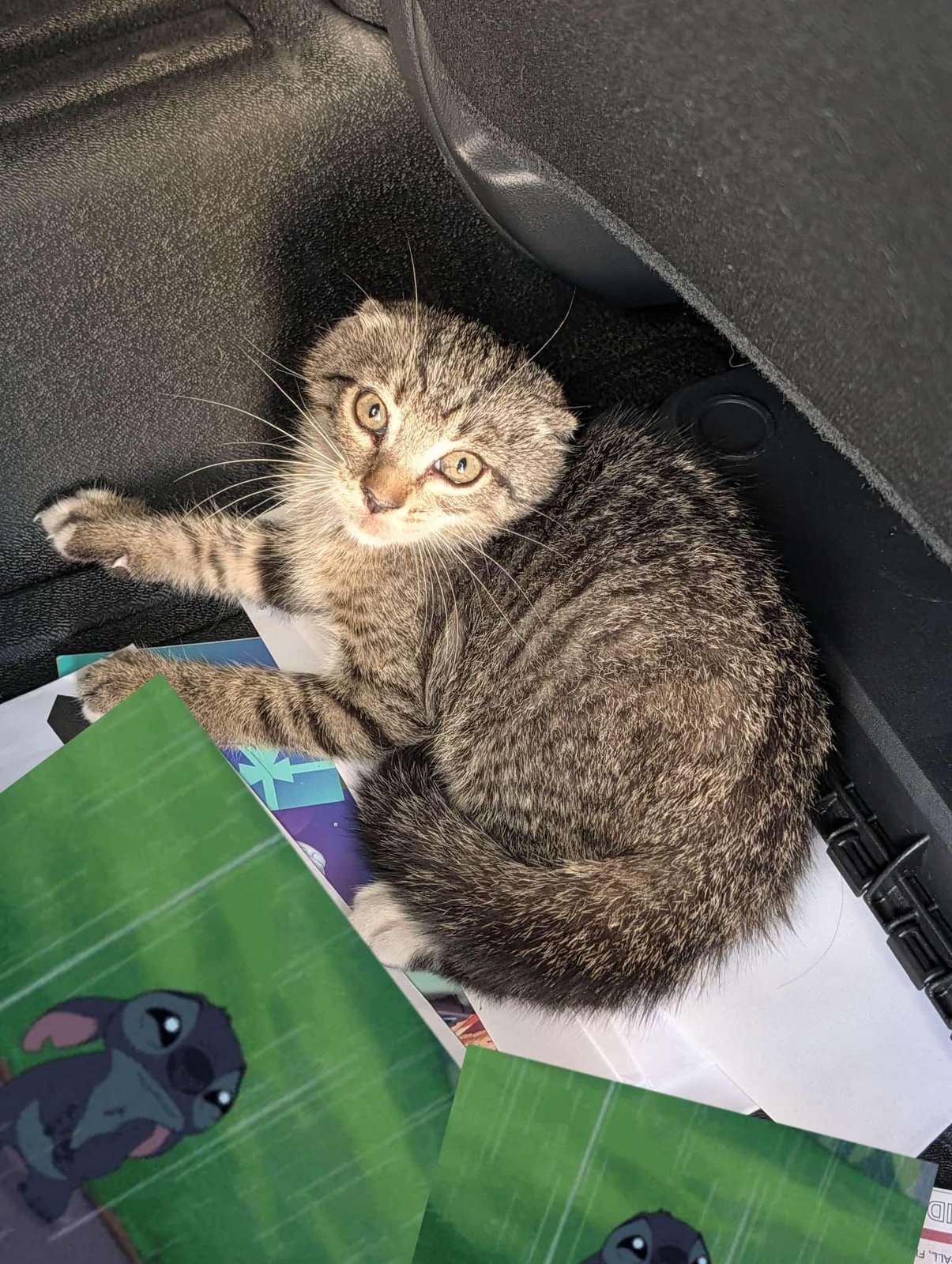 Found Cat in Miami, Florida — Small cat found on the expressway needs a home!