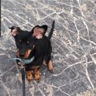 Found Dog in Denver, Colorado — Does anyone have suggestions for bodies of water that allow dogs but aren't too cold?