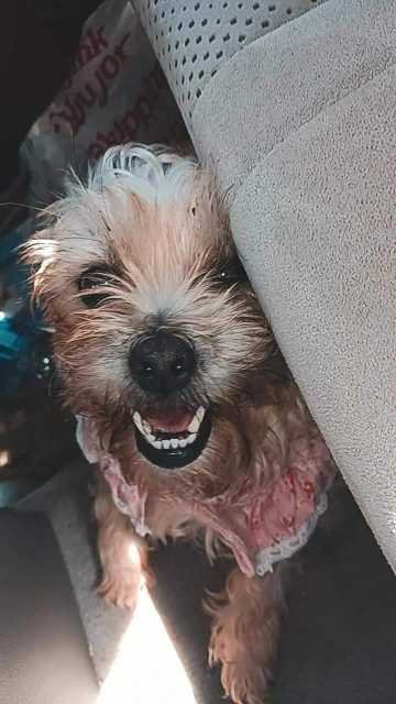 Lost Dog in San Antonio, Texas — listing photo