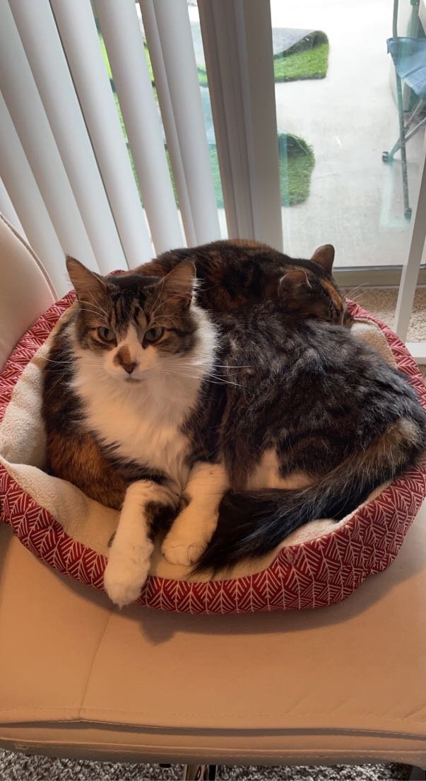 Lost Cat in Mustang Ridge — listing photo