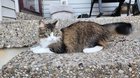 lost cat in Louisville, Kentucky