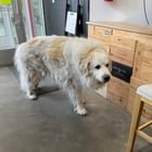 Found Dog in Denver, Colorado — listing photo