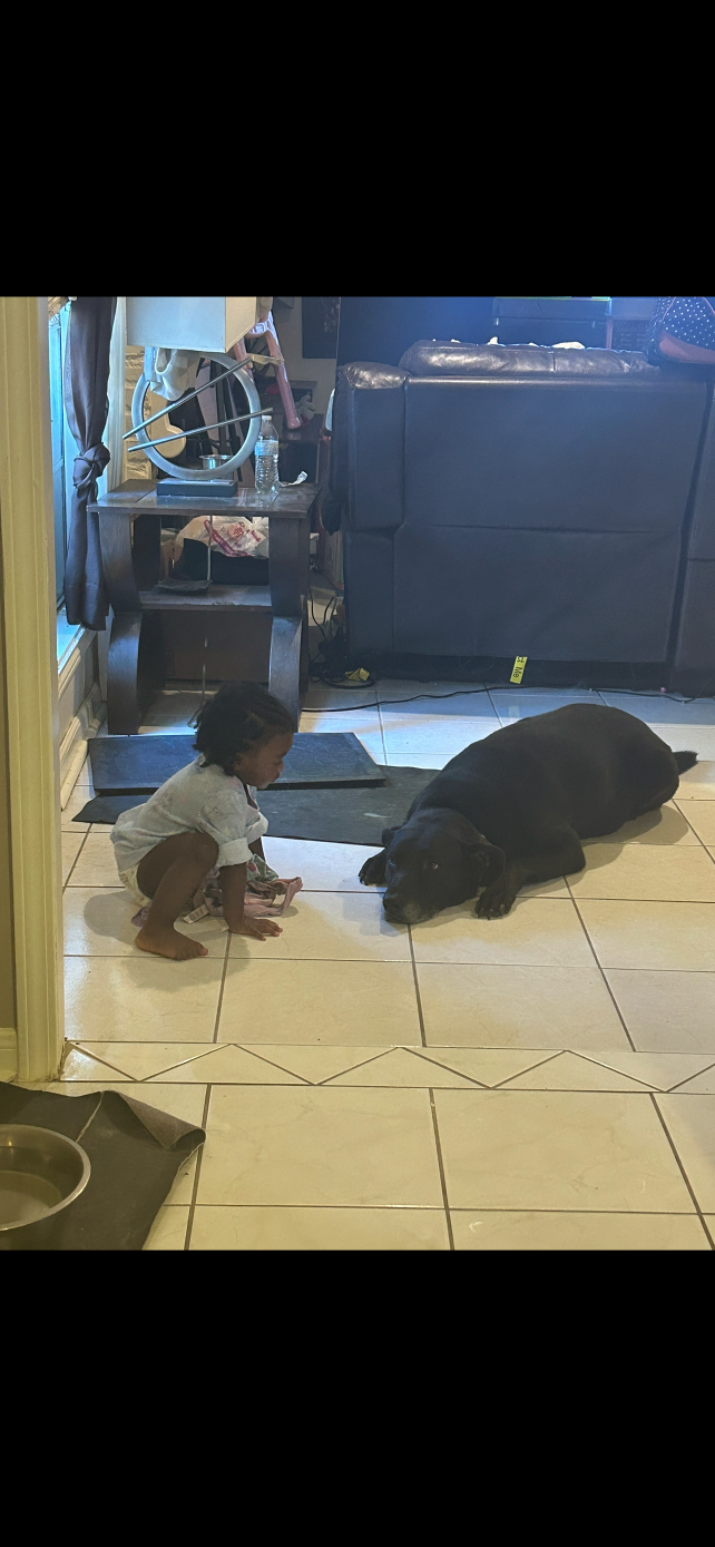 Lost Dog in Houston, Texas — listing photo