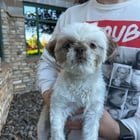 lost dog in Reno, Nevada