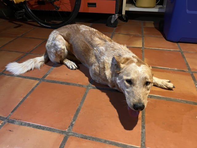 found dog in Albuquerque, New Mexico