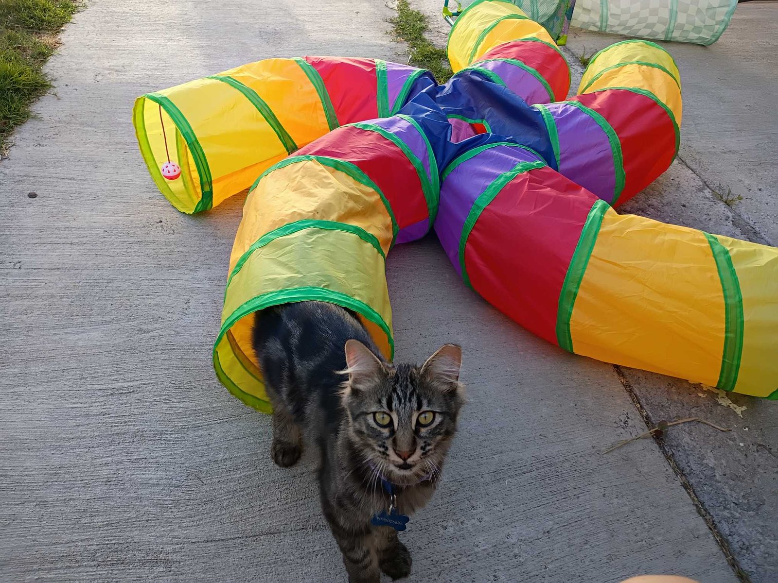 Lost Cat in Bloomington, Indiana — listing photo