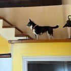 Lost Dog in Chattanooga, Tennessee — listing photo
