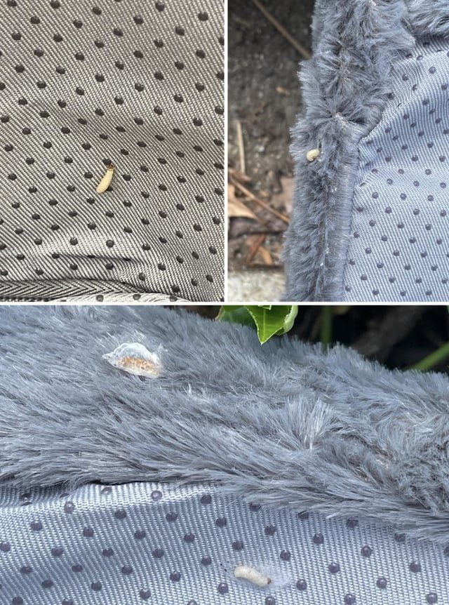 Found Cat in Louisville, Kentucky — Maggots at Kroger (Hubbards Ln, St. Matthews)