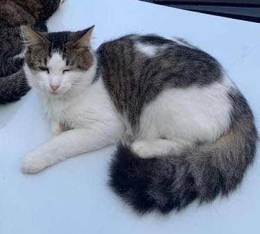 Lost Cat in San Leon — listing photo