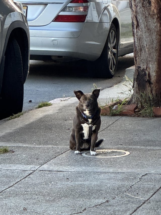 lost dog in San Francisco, California