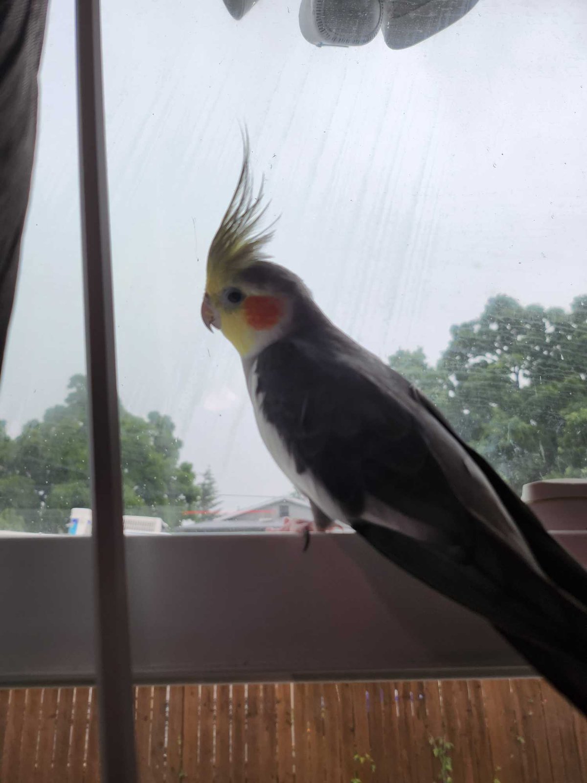 Lost Pet in Portland, Maine — listing photo