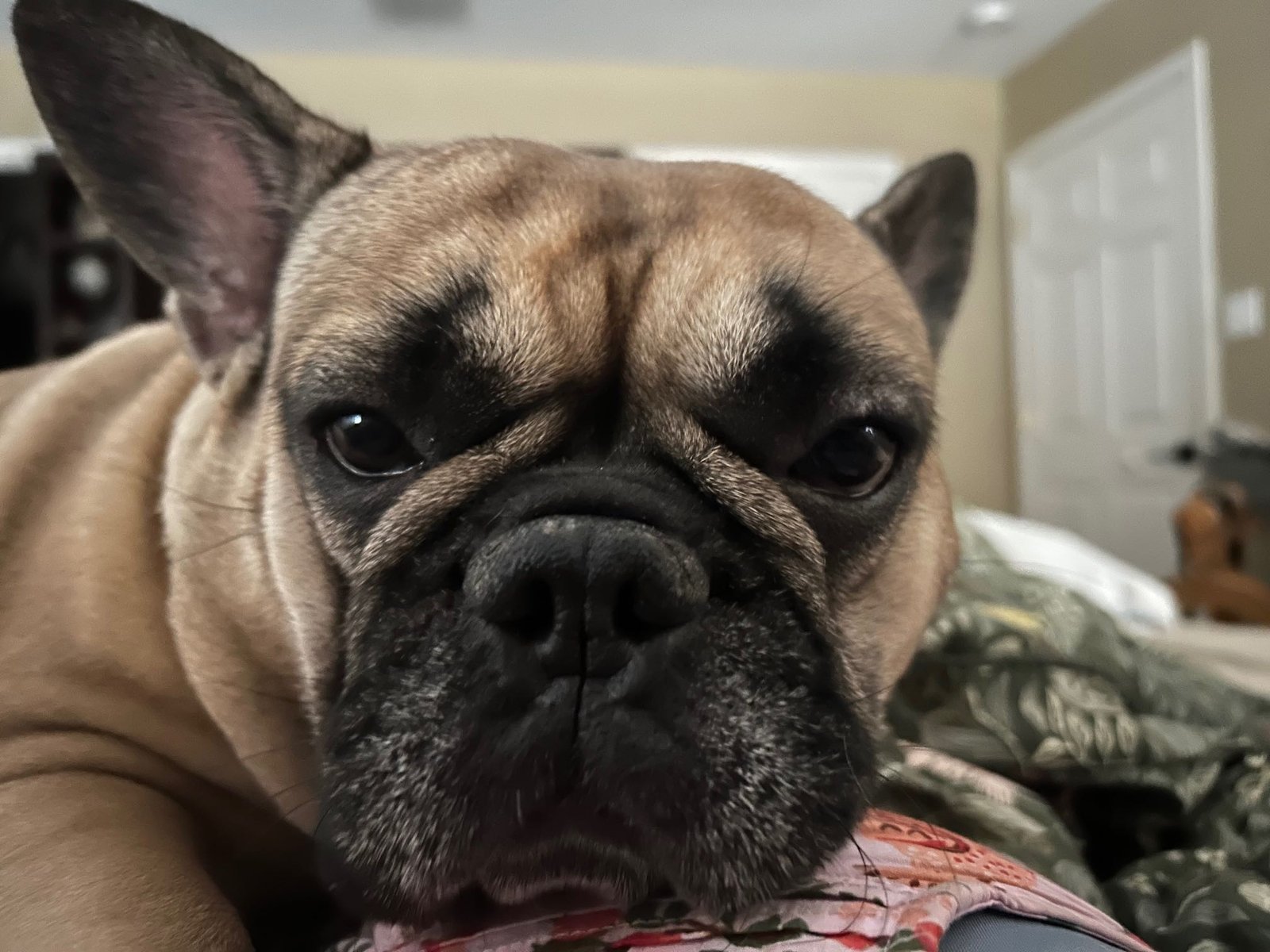 Lost Dog in Bastrop — listing photo