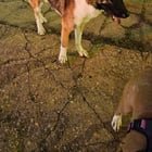 Lost Dog in Washington, District of Columbia — Friendly stray wandering in NOMA