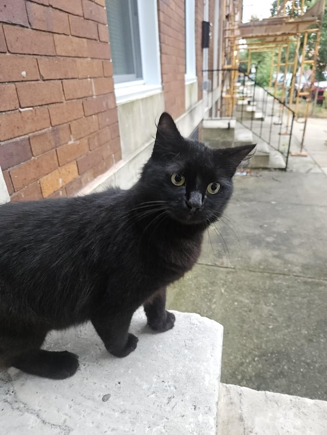 Lost Cat in Baltimore, Maryland — Anybody missing a cat?