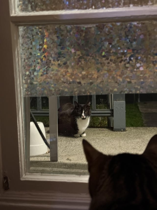 Found Cat in Bellingham, Washington — Anyone familiar with this cutie pie? (Lettered Streets)
