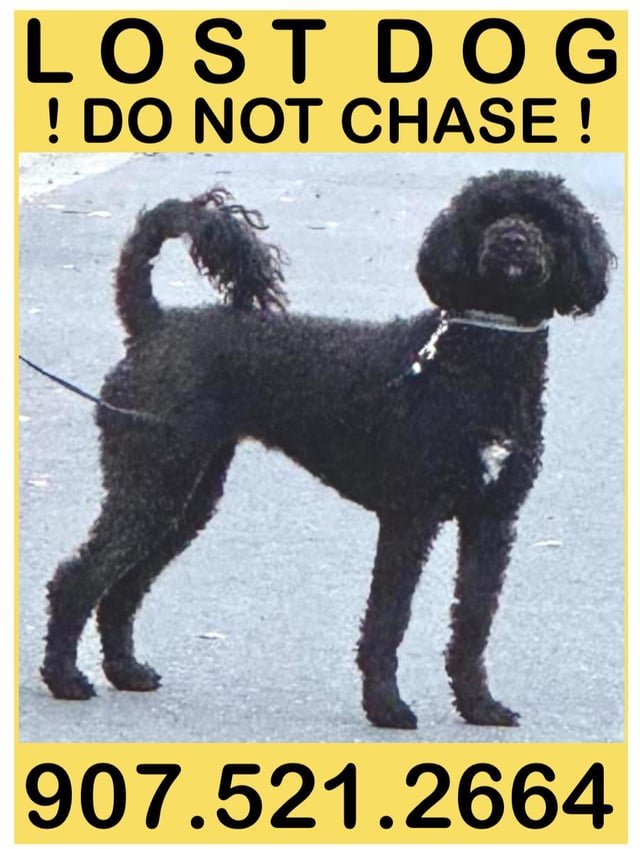 lost dog in Anchorage, Alaska