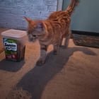 Found Cat in Denver, Colorado — listing photo