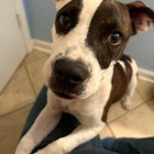 Lost Dog in Jacksonville, Florida — listing photo