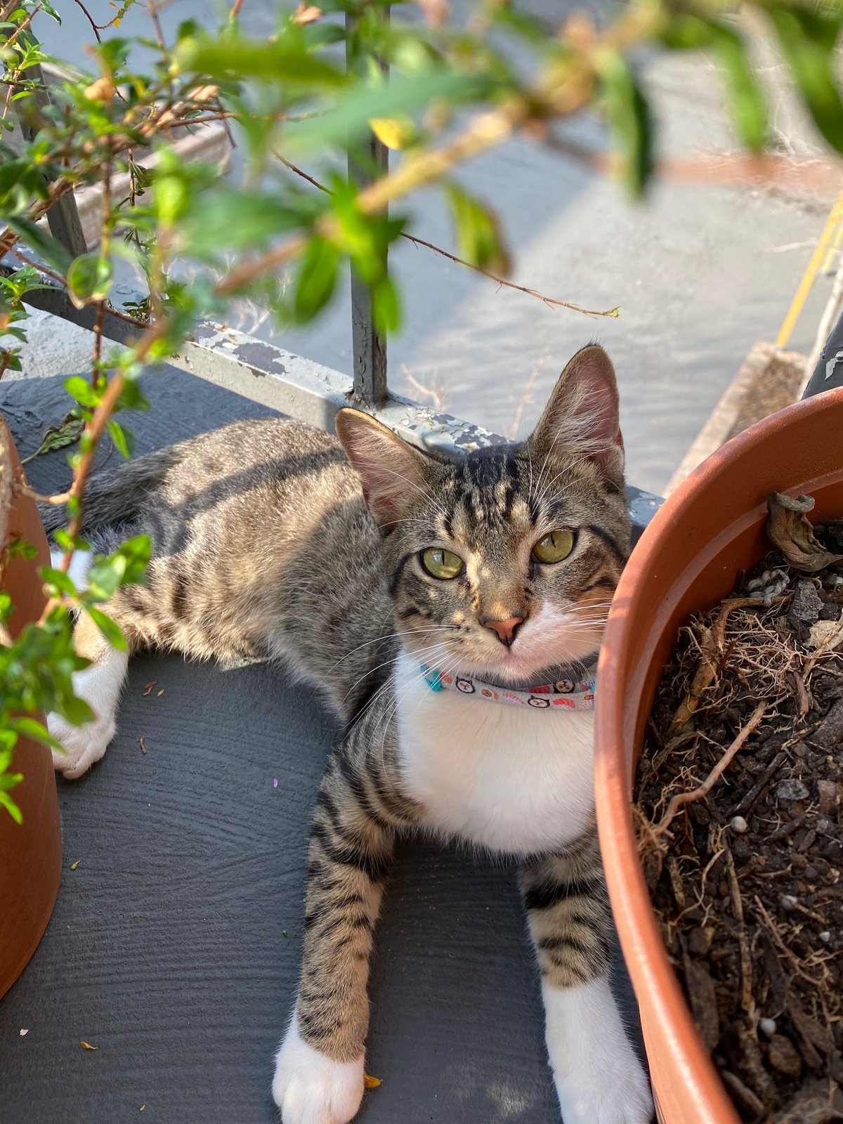 Lost Cat in Houston, Texas — listing photo