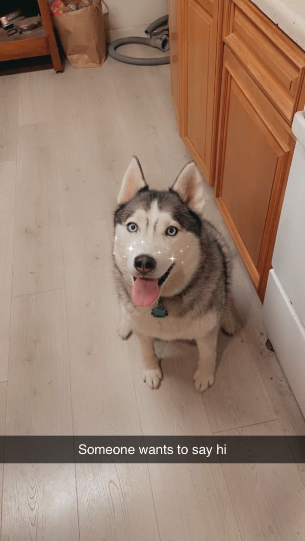 Lost Dog in San Rafael, California — listing photo