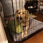 Found Dog in Oklahoma City, Oklahoma — listing photo