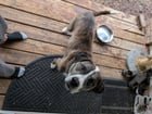 Lost Dog in Indianapolis, Indiana — Looking to re-home a couple of sweet dogs that lost their owners