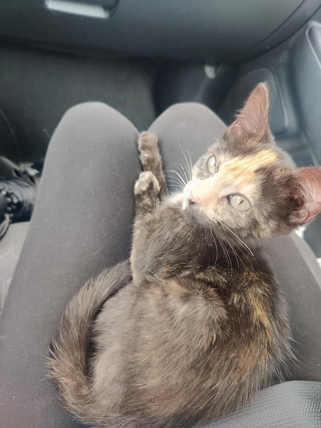 Found Cat in San Antonio, Texas — listing photo