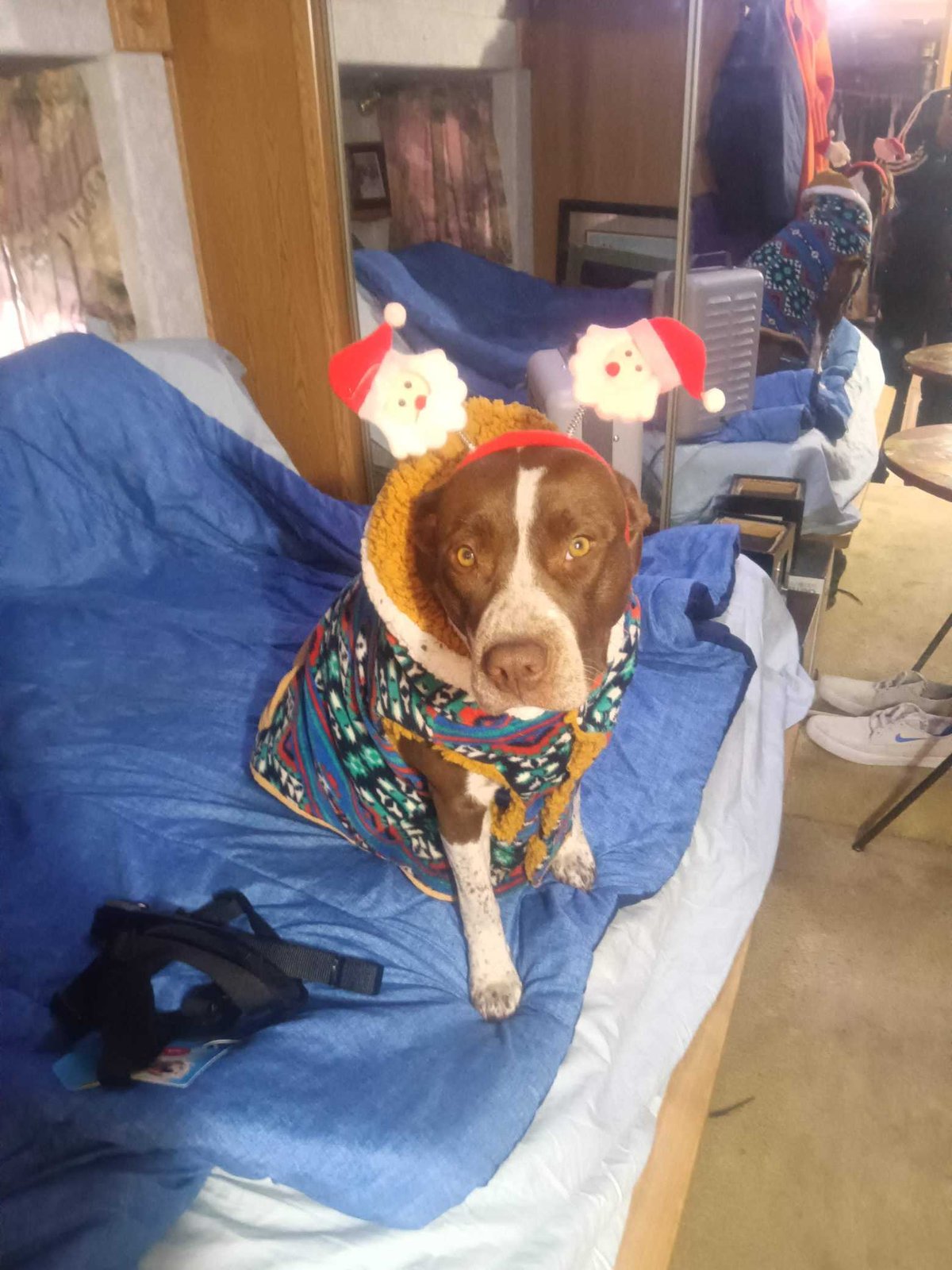 Lost Dog in Sand Pl & Meridian Road — listing photo