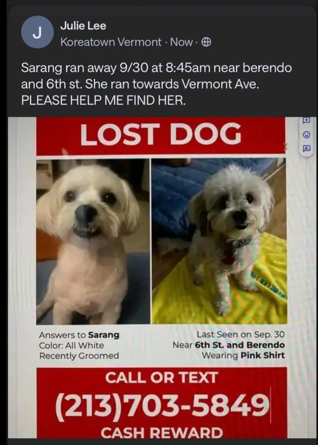 Lost Dog in Los Angeles, California — Sarang loose in Ktown