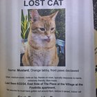 Lost Pet in Tucson, Arizona — listing photo