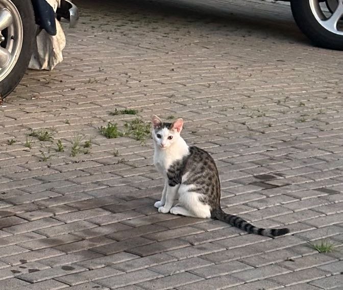 Lost Cat in La Puente, California — listing photo