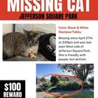 lost cat in San Francisco, California