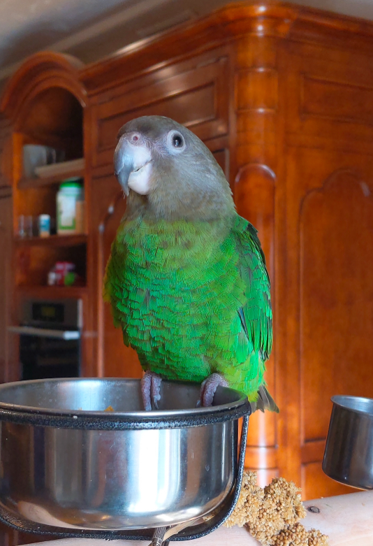 Lost Pet in Los Angeles, California — listing photo