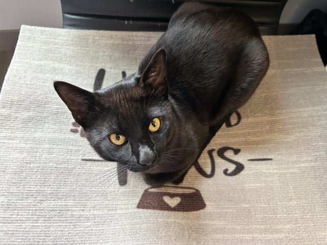 lost cat in Franklin, Tennessee