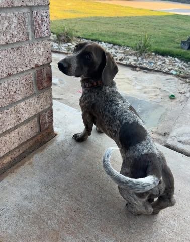 Lost Dog in Depew — listing photo