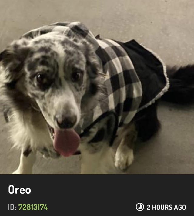 Lost Dog in San Francisco, California — listing photo