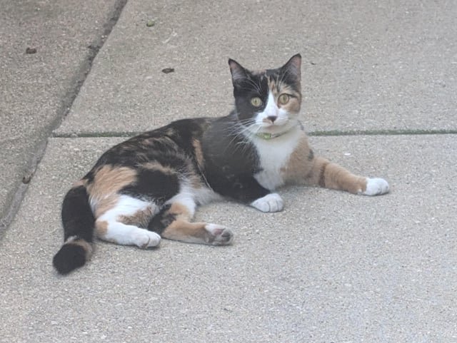 found cat in Chicago, Illinois