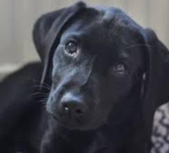Lost Dog in Chula Vista, California — listing photo