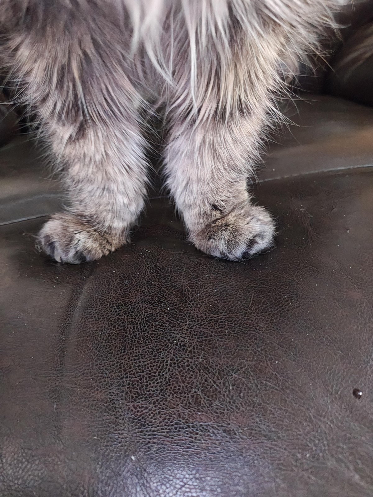 Lost Cat in Spokane, Washington — Hard times build community