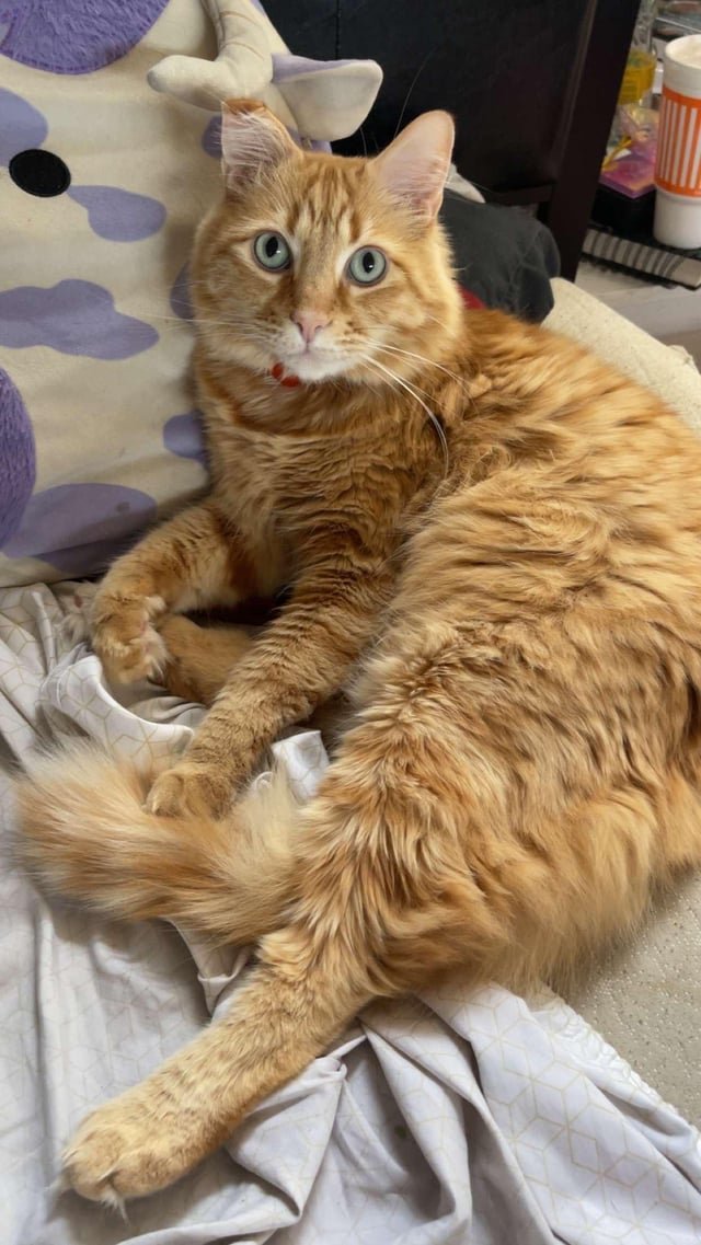 Found Cat in San Antonio, Texas — My cat needs Surgery, but I don’t have the funds.