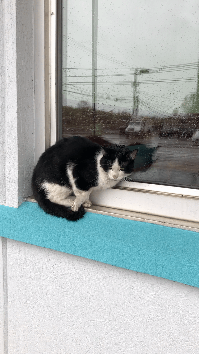 Found Cat in Chicago, Illinois — listing photo