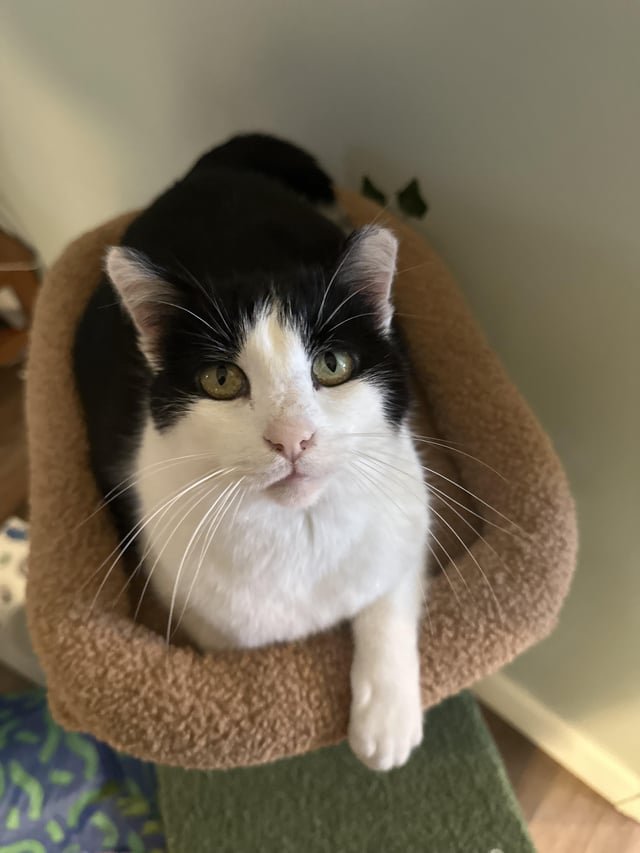 lost cat in Indianapolis, Indiana