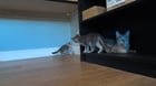 Found Dog in Bellingham, Washington — To whoever dumped these cats at the Intalco Archery Range